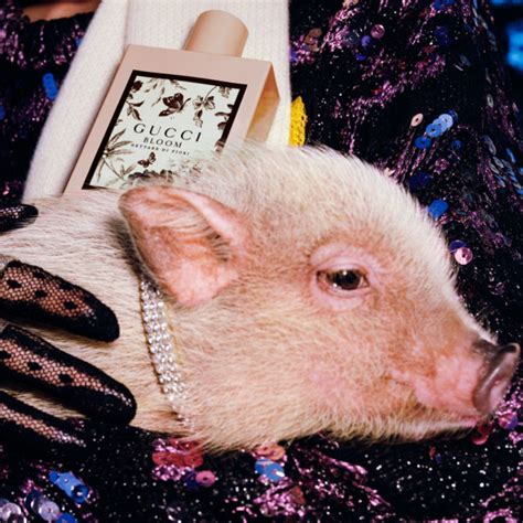 gucci x disney three little pigs jackets